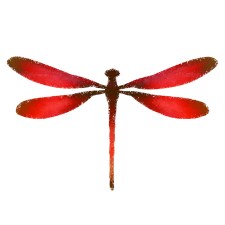 Red dragonfly drawing
