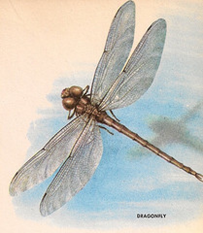 Dragonfly illustration