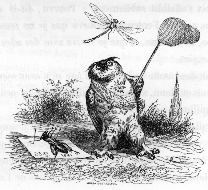 Owl catching dragonfly