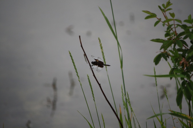 Dragonfly on reeds