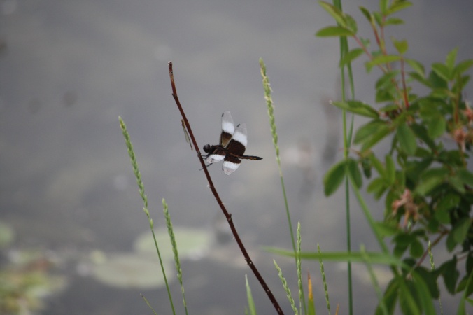 Dragonfly with water lilies