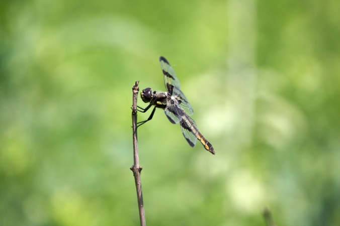 Dragonfly on stalk