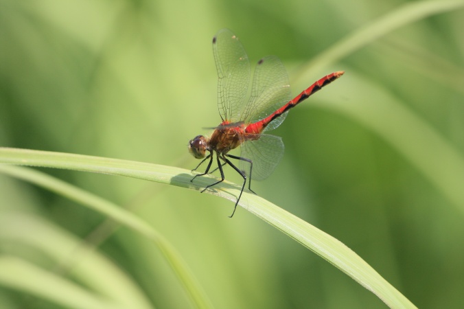 Red dragonfly perched on grass
