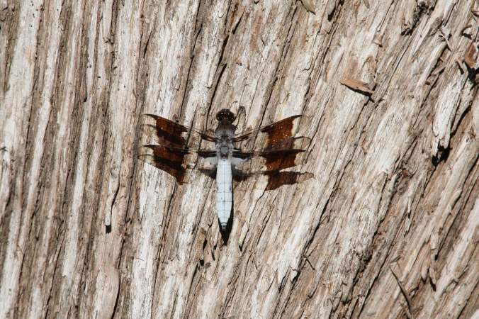 Dragonfly on bark