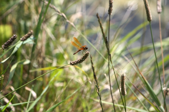 Red dragonfly in grass